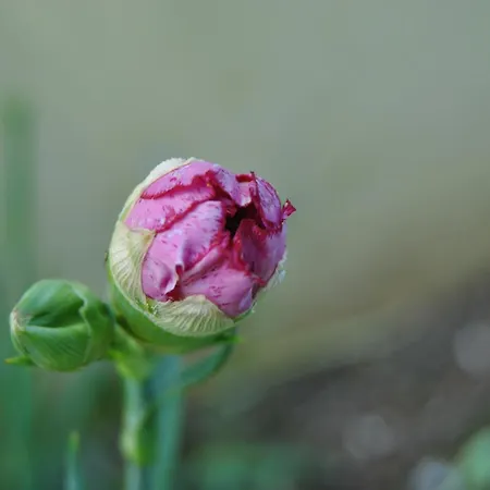 Gasthuis Vivenda Familia Pedro 2*