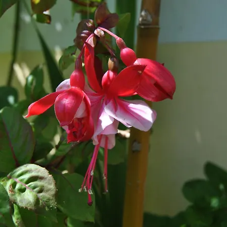 Vivenda Familia Pedro Gasthuis