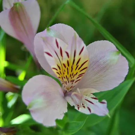 Vivenda Familia Pedro Vila do Bispo