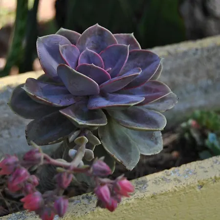 Gasthuis Vivenda Familia Pedro 2*