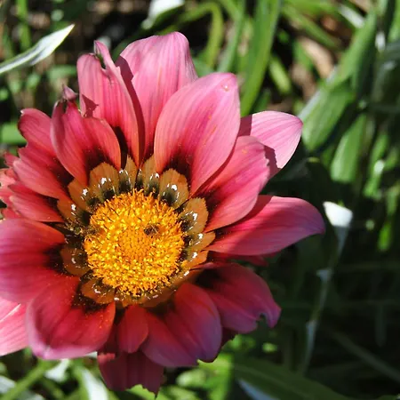 Vivenda Familia Pedro 2*