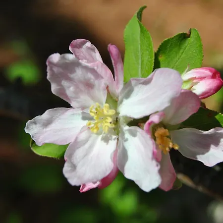 Vivenda Familia Pedro 2* Vila do Bispo