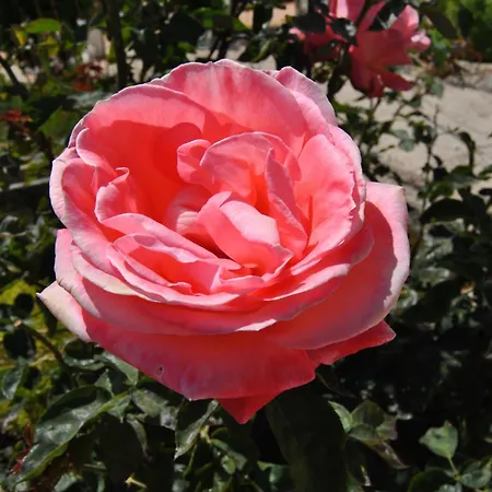 Gasthuis Vivenda Familia Pedro