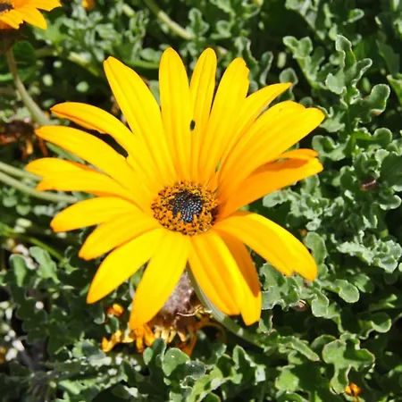 Gasthuis Vivenda Familia Pedro 2*